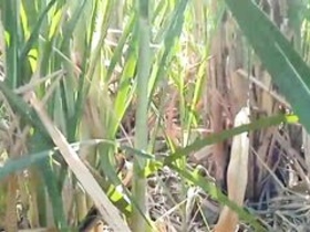 Indian couple indulges in public sex in the woods